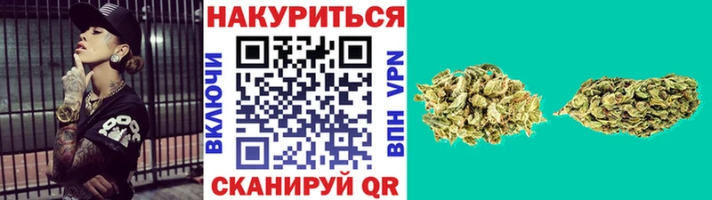 Каннабис сатива Георгиевск